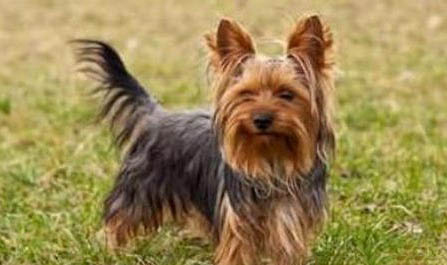 約克夏造型多久做一次