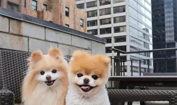 狗狗生完寶寶多久才可以洗澡