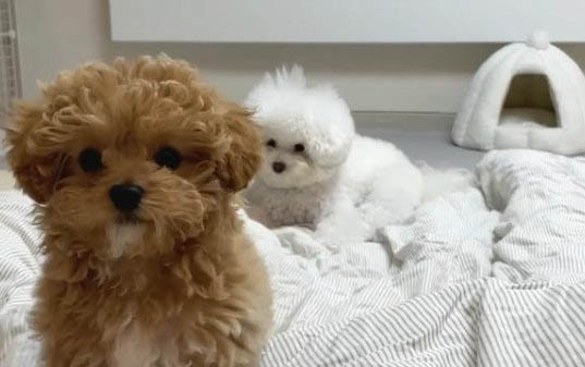 泰迪犬養多久才會認主人