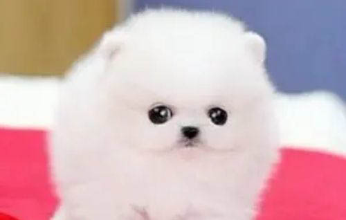 博美犬的優(yōu)缺點(diǎn)有哪些
