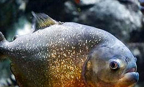 冷水魚(yú)品種有哪些適合家養(yǎng)的?
