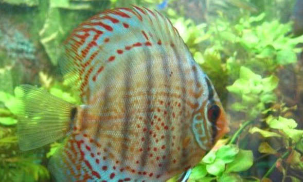 陰陽(yáng)神仙魚好養(yǎng)嗎