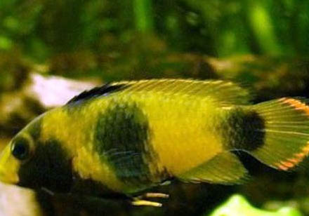 熊貓是貓科動物還是熊科動物?