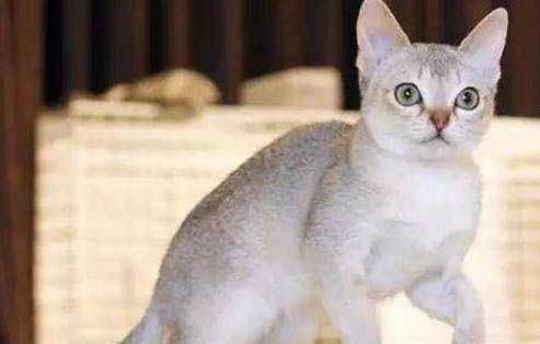 新加坡貓換牙期注意事項