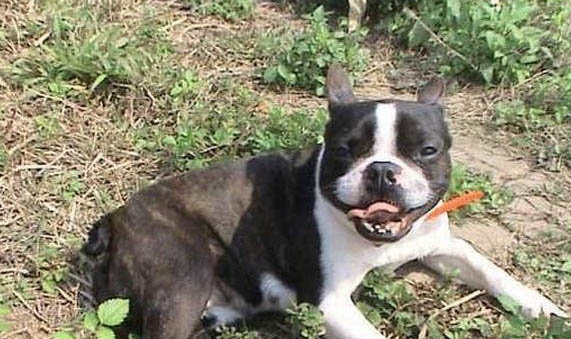 波士頓梗犬和法斗區別