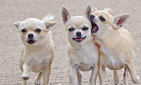 吉娃娃能長大多大