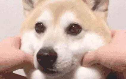在哪里買狗狗比較放心便宜