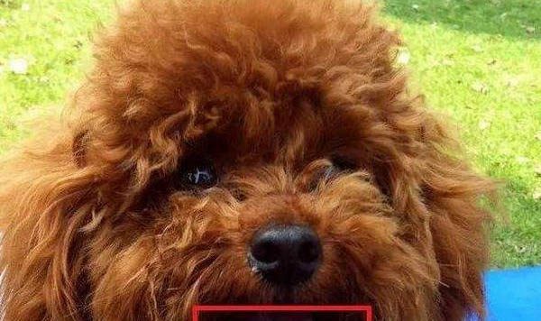 狗狗后腿血管在哪個位置