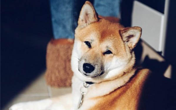狗狗嘔吐拉稀帶有血
