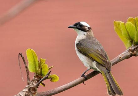 白頭鵯壽命多少年