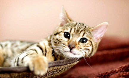 簡州貓與貍花貓區別