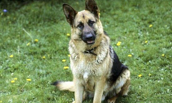 蘇格蘭牧羊犬得細小怎么辦