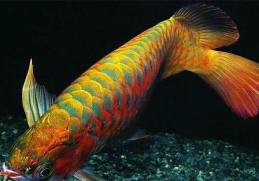 養魚魚缸里水渾濁怎么辦