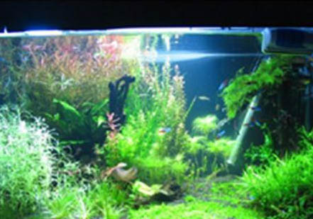 魚浮頭有哪些原因