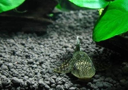 清道夫能吃魚?