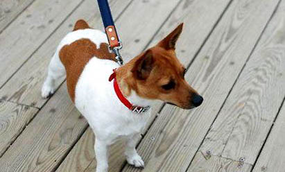 羅素梗和土狗的區(qū)別有哪些