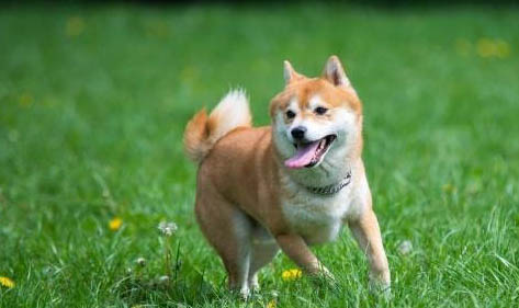 柴犬小型還是中型