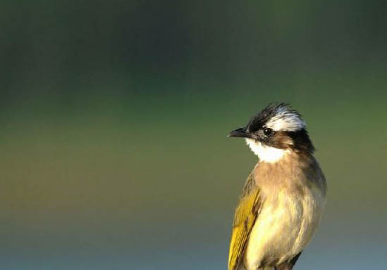 白頭鵯壽命多少年