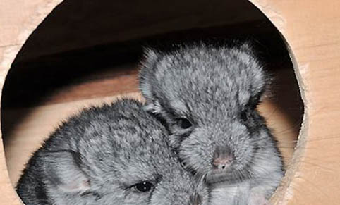 龍貓生完寶寶注意事項