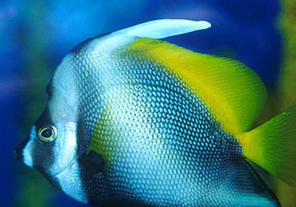 小魚幾天喂一次魚食？
