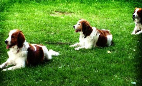 荷蘭鳳凰魚壽命多久