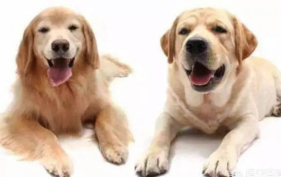 狗狗心梗死亡有哪些癥狀