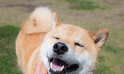 日本柴犬多大可以斷奶