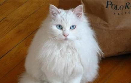 山東獅子貓壽命多久