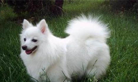 銀狐和博美哪個貴點