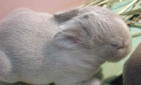 幼兔能吃兔糧嗎