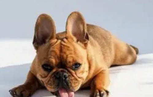 可愛小型犬有哪些品種