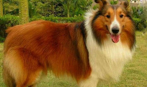 喜樂蒂牧羊犬手術傷口多久恢復