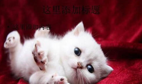 怎么辨別貓蘚