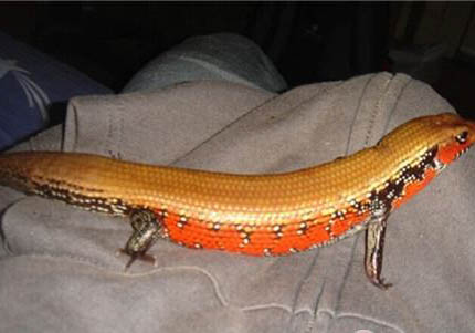 火焰龜為什么越大越便宜