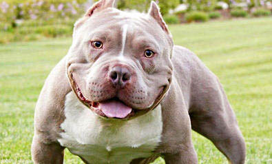 惡霸犬如何選擇狗糧吃