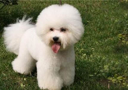 比熊犬為什么會得色盲？
