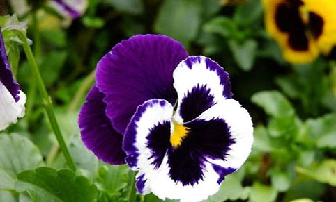 三色柯基犬多少錢一只?