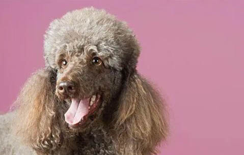 泰迪和貴賓犬是一個品種嗎為什么