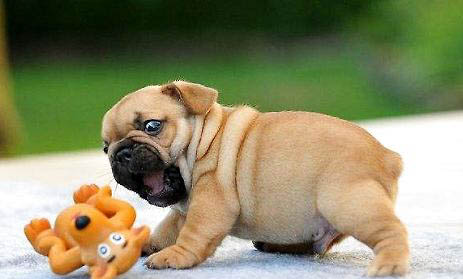 法國斗牛犬多久可以洗澡