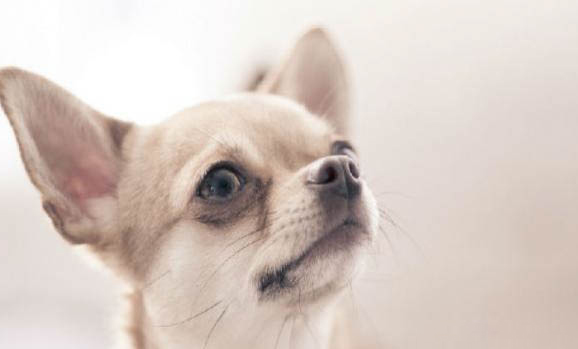 吉娃娃犬多少錢一只？