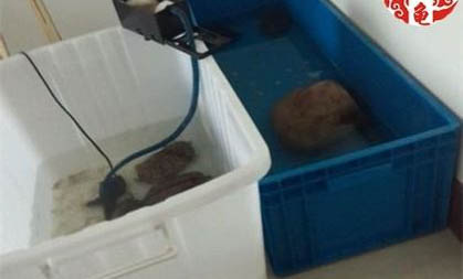 寵物龜嘔吐的原因及處理方法