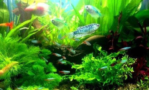 十大最好養的觀賞魚