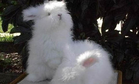 寵物兔味道大嗎