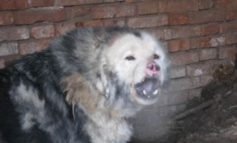 斗牛獒犬癲瘋怎么處理