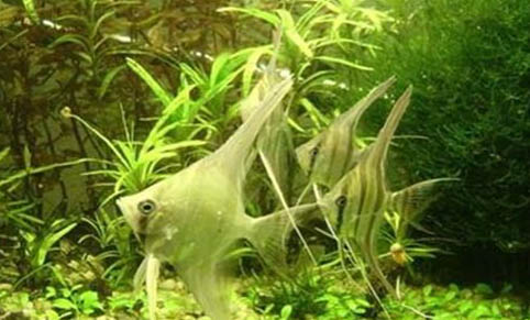 魚缸停電不發動怎么給魚增氧？