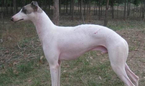 波斯純種靈緹犬