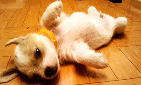 怎么鑒定母犬是否懷孕