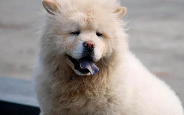 狗狗中毒幾天危險期