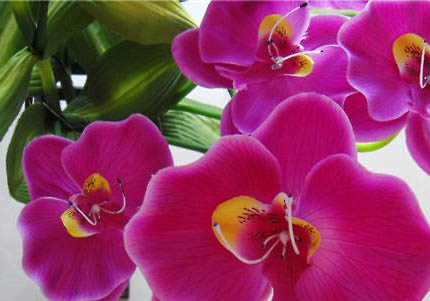 蝴蝶犬的飼養(yǎng)要點有哪些