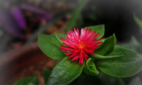 吊蘭對貓有毒嗎